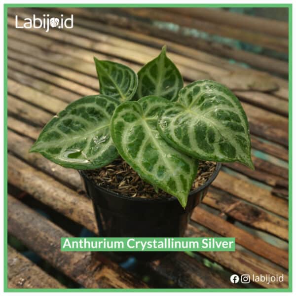 Anthurium crystallinum Silver for bargain