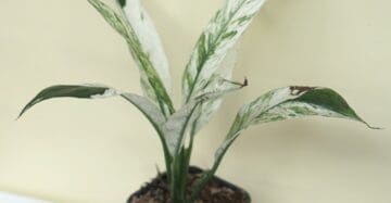 Buy Spathiphyllum Variegated Peace Lily