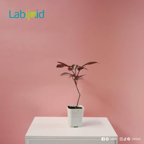 Leea Amabilis rare plants sale