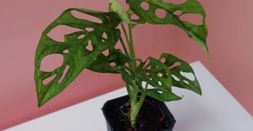 Monstera Acuminata rare plants
