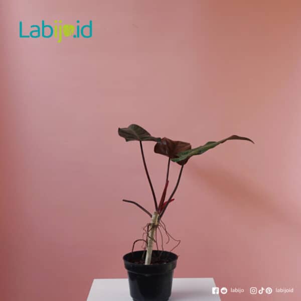 Philodendron Dark Lord for sale Indonesia