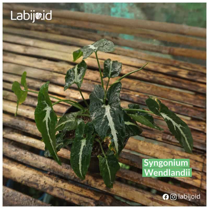 Beautiful Syngonium wendlandii