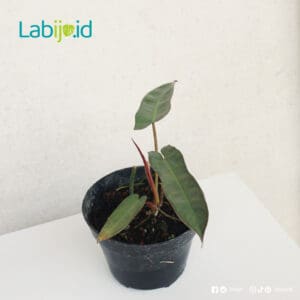 philodendron Atabapoense for sale