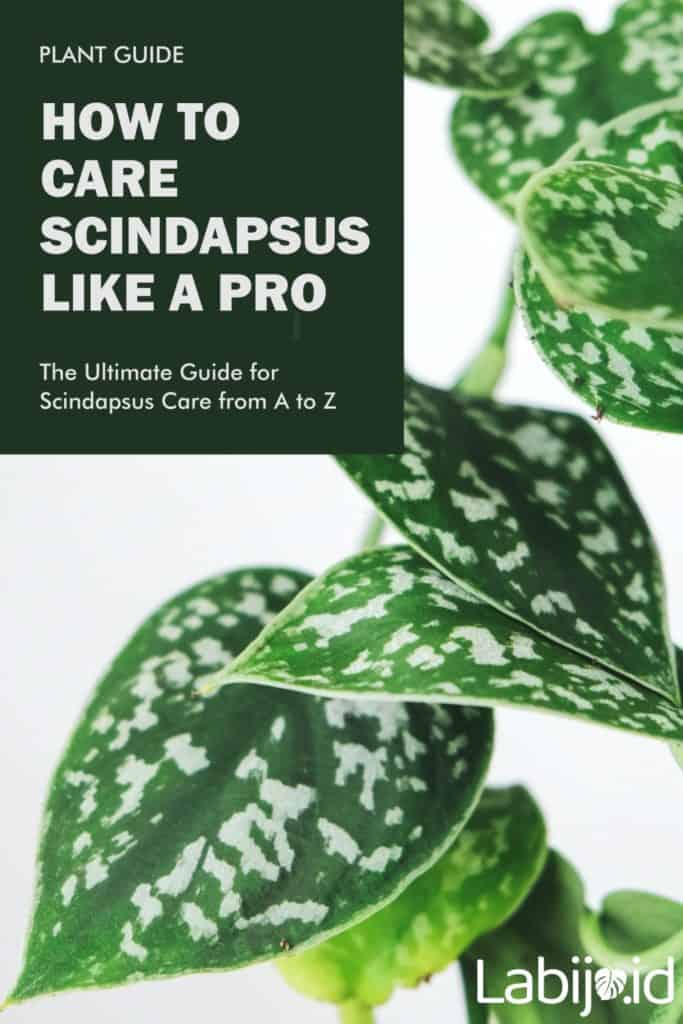 how to care scindapsus like a pro2