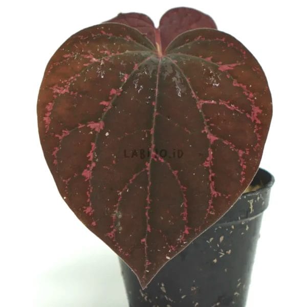Piper Porophyllum leaf