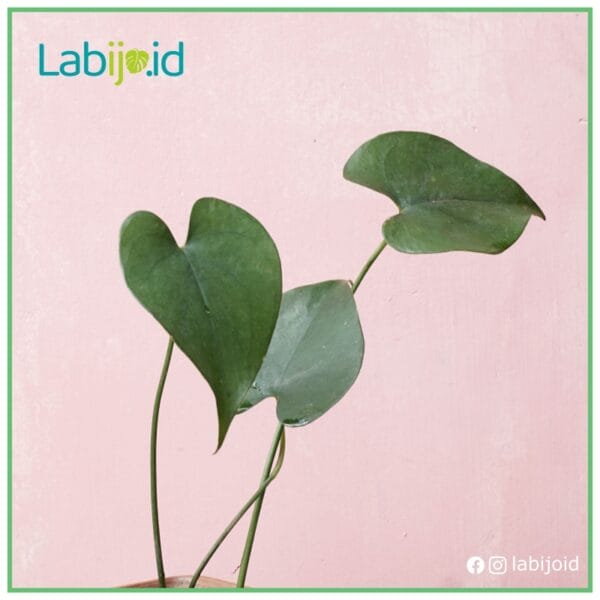 amydrium humile glossy leaf healthy