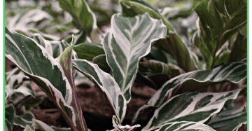 wholesale calathea fusion white variegation