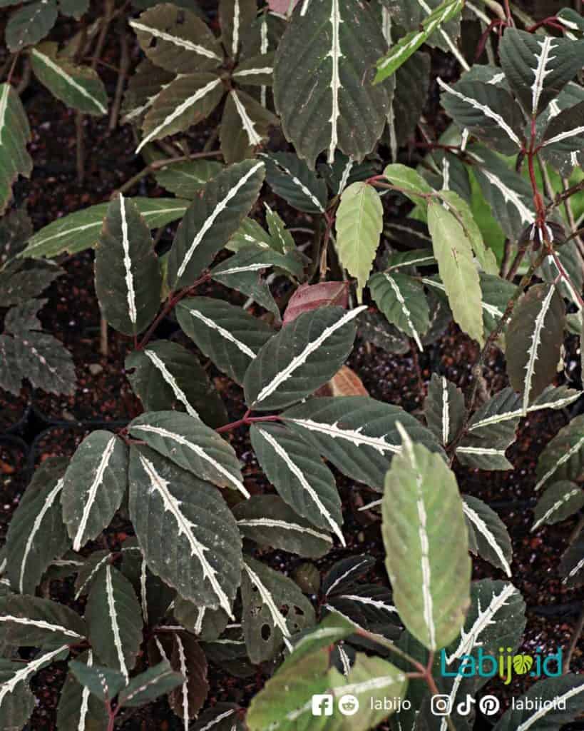 wholesale leea amabilis for sale