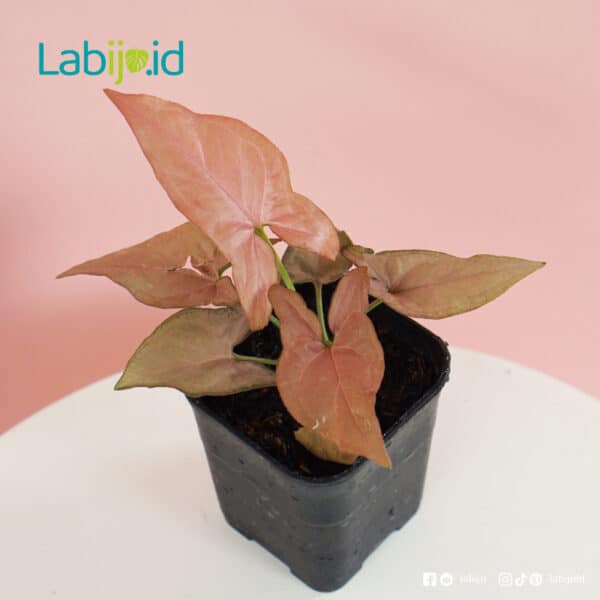 syngonium pink for sale