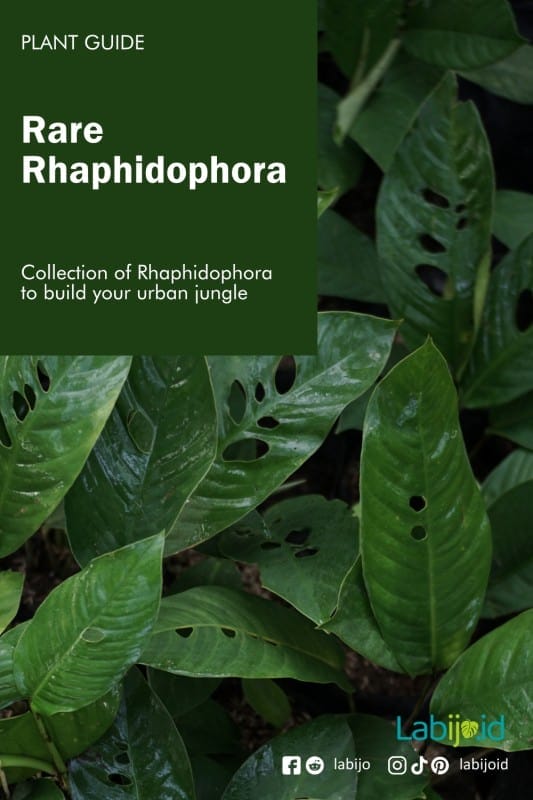 Rhaphidophora collection for urban jungle