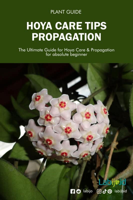 Hoya propagation guide for beginners