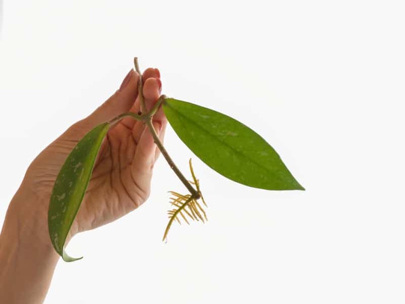 Hoya propagation care