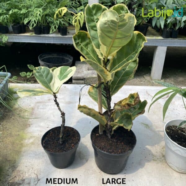 Ficus Lyrata Variegata