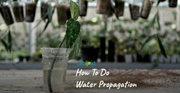 How To Do Water Propagation