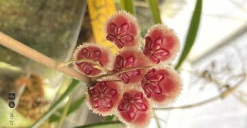 Hoya Sulawesiana Green for Sale - Labijo.id