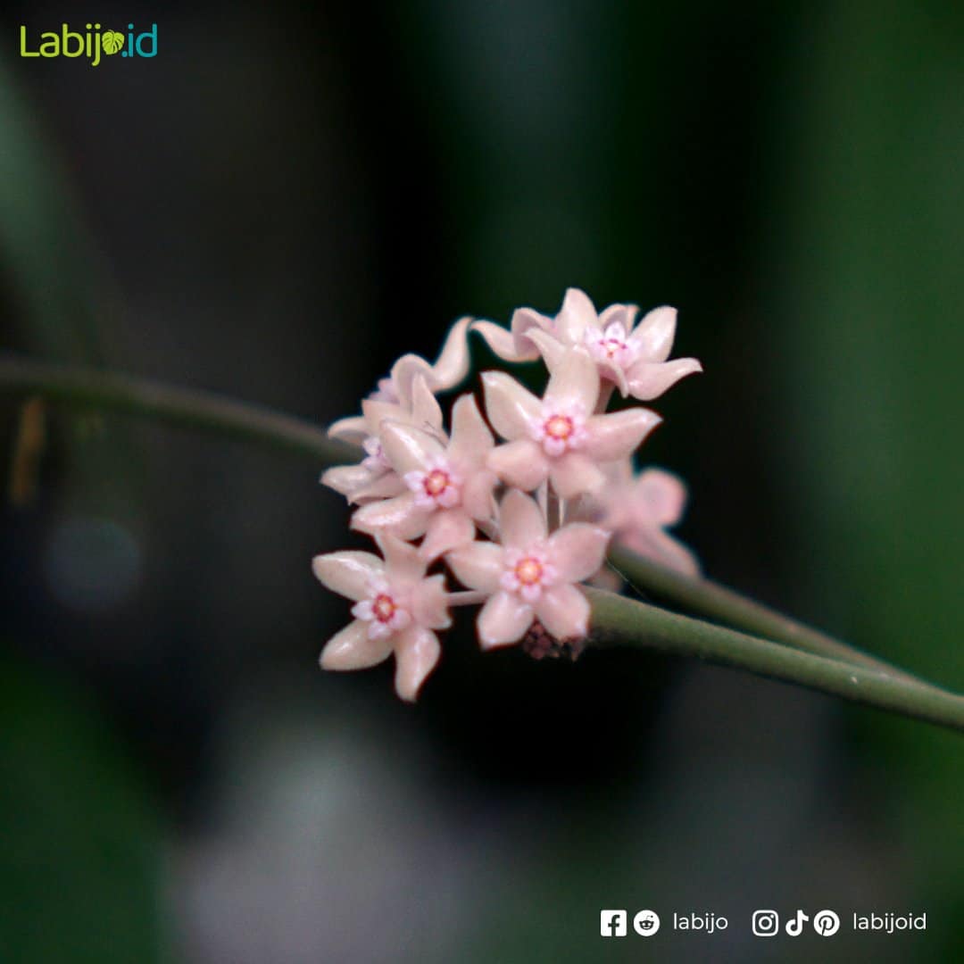 Hoya Macrophylla Flower