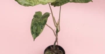 Rare Philodendron Paraiso Verde