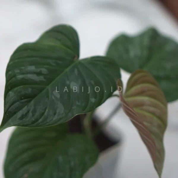 Philodendron Majestic Sale