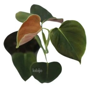 Philodendron Lupinum Plant