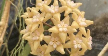 Hoya Rindu Raflesia Flower Bloom