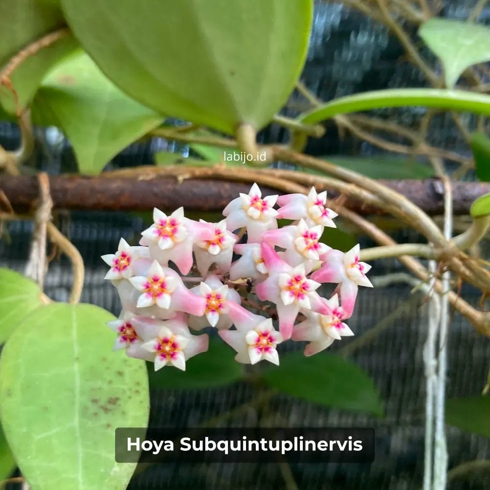 Hoya Subquintuplinervis Flower Bloom