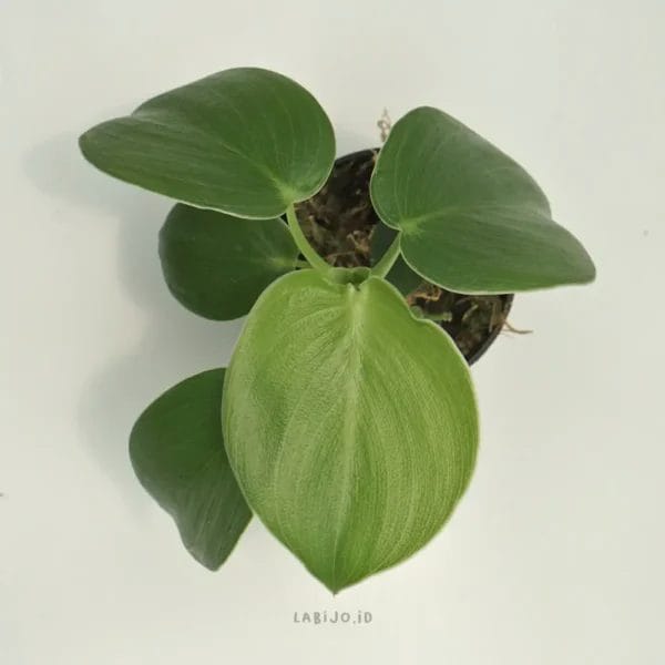 Pig Skin Philodendron