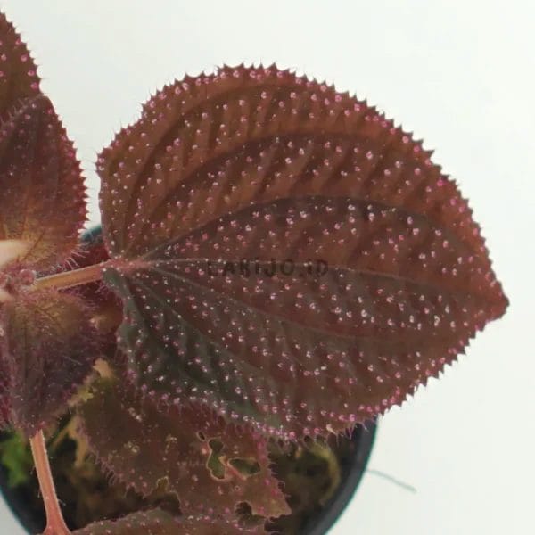 Sonerila Purple Dot Leaf